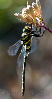 BB 10 0277 / Viscaria vulgaris / Engtjæreblom